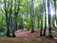 une forêt sans ours