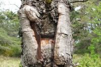 Le chêne mangeur de panneau