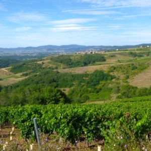 R3 Vue sur le haut Beaujolais et ses vignes©Ph Chazottier
