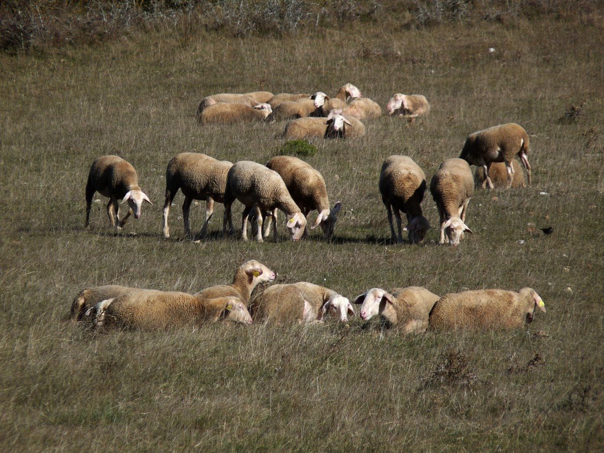 R2 - Brebis sur le Larzac (photo Guy Cambessedes)